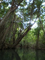 Dominica Indian River12